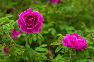 Pink roses with buds on a background of a green bush in the garden. Beautiful pink flowers in the summer garden. Bush of purple roses close up.