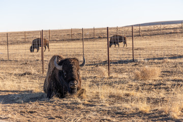 Buffalo in the Rocky Mountain Arsenal Wildlife Refuge, near Denver, Colorado, USA.