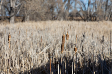 Cattails in a marsh in the Rocky Mountain Arsenal Wildlife Refuge, Colorado, USA.