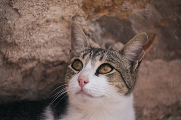 closeup of little cat looking up next to a stone wall 