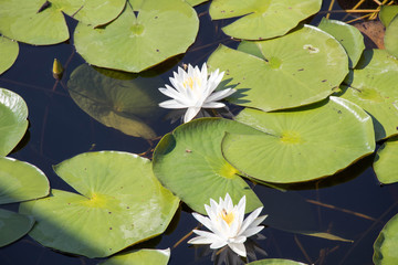 Lily Pads