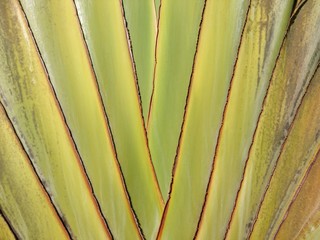 close-up of ornamental banana trunk