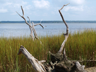 Fallen tree along the waters edge