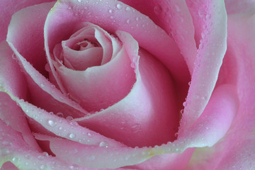 Macro closeup of a single soft pink rose with dewdrops