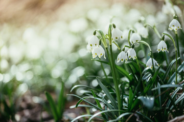 Snowdrop flowers in the evening, blurry background