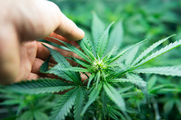 Legal Marijuana cultivation in the home. Green background of leaves. Medicinal indica with CBD. In...