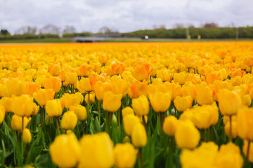 Obraz premium Beautiful field with yellow tulips in the Netherlands in spring. Blossoming tulip fields in a dutch landscape