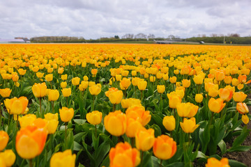 Beautiful field with yellow tulips in the Netherlands in spring. Blossoming tulip fields in a dutch landscape