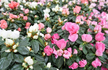 Gentle mini roses background. Field of rose flowers in white and pastel pink color tone