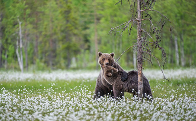 Brown bears  playfully fighting in summer forest, among white flowers. Scientific name: Ursus Arctos Arctos.  Natural green Background.