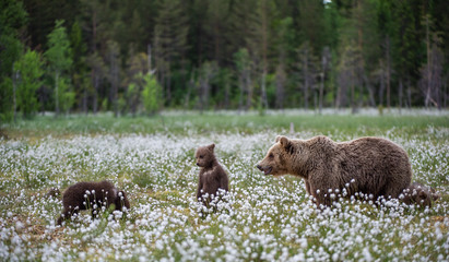 She-bear and bear-cubs of Brown Bear in the forest at summer time among white flowers. Scientific name: Ursus arctos