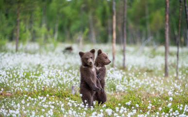 Brown bear cubs playing on the field among white flowers. Bear Cubs stands on its hind legs. Summer season. Scientific name: Ursus arctos.