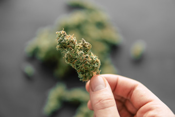 Cannabis bud in hand of man Macro of cannabis weed marijuana flowers with trichomes