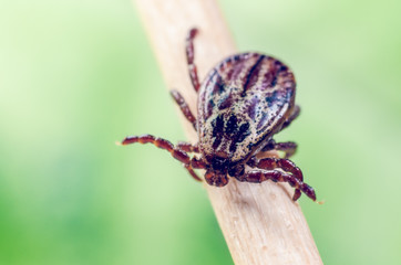 A dangerous parasite and a carrier of mite infection on a branch