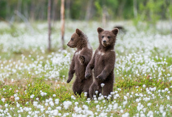 Brown bear cubs playing on the field among white flowers. Bear Cubs stands on its hind legs. Summer season. Scientific name: Ursus arctos. © Uryadnikov Sergey