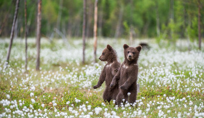 Brown bear cubs playing on the field among white flowers. Bear Cubs stands on its hind legs. Summer season. Scientific name: Ursus arctos. © Uryadnikov Sergey