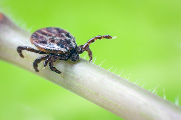 A dangerous parasite and a carrier of mite infection on a branch
