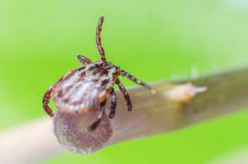 A dangerous parasite and a carrier of mite infection on a branch