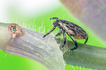 A dangerous parasite and a carrier of mite infection on a branch