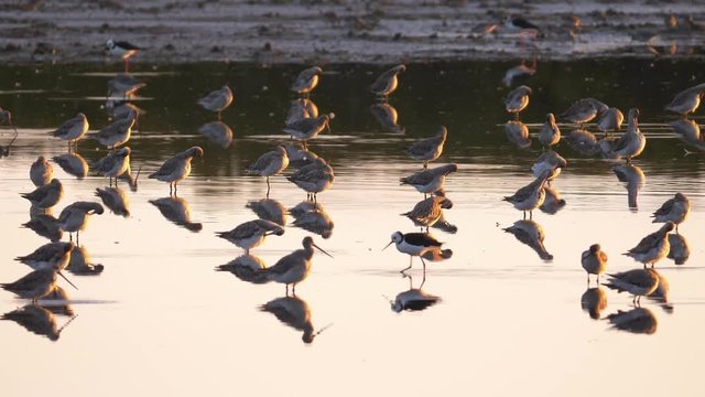 Flock of Bar-tailed godwit roosting on a mudflat during non-breeding season
