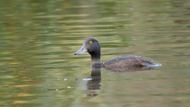 Male New Zealand Scaup duck diving underwater in slow motion