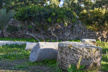 flowers against the sky, yellow daisies