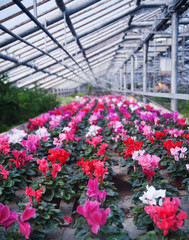 Fototapeta na wymiar A Beautiful greenhouse with flowers.