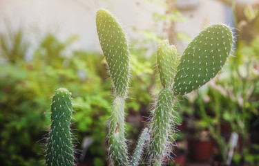 Сacti macro in greenhouse.