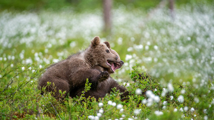 Brown bear cubs playing on the field among white flowers.  Summer season. Scientific name: Ursus arctos.