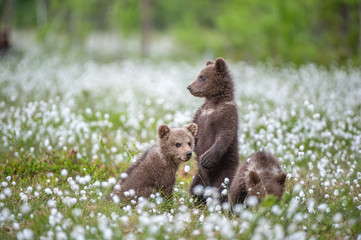 Obraz premium Brown bear cubs playing on the field among white flowers. Bear Cubs stands on its hind legs. Summer season. Scientific name: Ursus arctos.