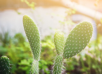 Сacti macro in greenhouse.