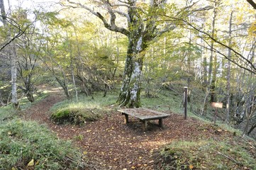 秋の朝 姫次の山頂