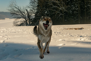Funny wolfdog