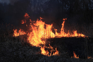 burning dry grass
