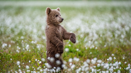 Brown bear cub playing on the field among white flowers. Bear Cub stands on its hind legs. Scientific name: Ursus arctos. © Uryadnikov Sergey