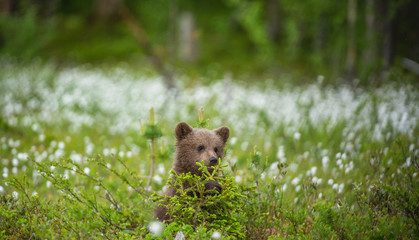 Brown bear cub in the field among white flowers. Brown bear cubs playing on the swamp in the forest. Scientific name: Ursus arctos. Bog with white flowers. Summer
