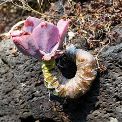 Native plant at the UNAM botanical garden, Mexico City, Mexico