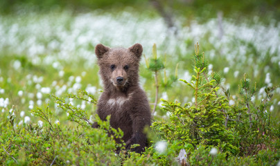 Brown bear cub playing on the field among white flowers. Bear Cub stands on its hind legs. Scientific name: Ursus arctos.