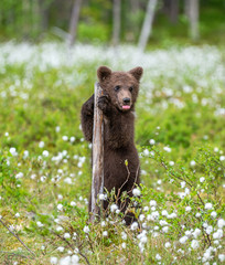 Brown bear cub playing on the field among white flowers. Bear Cub stands on its hind legs. Scientific name: Ursus arctos.