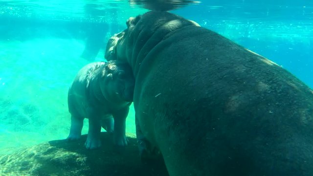 A mother and baby hippo snuggling under water at a zoo.