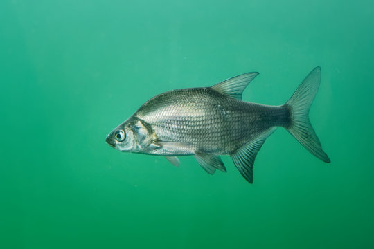 Aral Bream - Abramis brama The common bream, freshwater bream, bream, bronze bream or carp bream is a European species of freshwater fish in the family Cyprinidae
