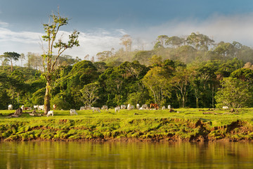 Costa Rica landscape from Boca Tapada, Rio San Carlos. Riverside with meadows and cows, tropical...