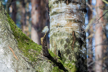hungry wild bird siskin on a tree in spring forest