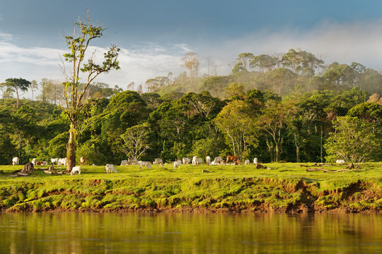 Costa Rica landscape from Boca Tapada, Rio San Carlos. Riverside with meadows and cows, tropical cloudy forest in the background