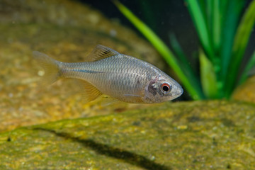 Amur Bitterling - Rhodeus sericeus small fish of the carp family.