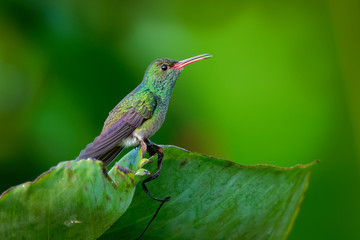 Fototapeta premium Rufous-tailed Hummingbird - Amazilia tzacatl medium-sized hummingbird on green background