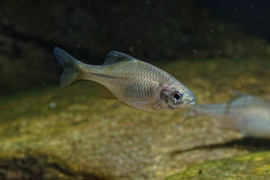 Amur Bitterling - Rhodeus sericeus small fish of the carp family.