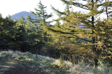カラマツの森と蛭ヶ岳