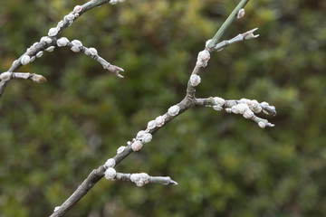 ハナミズキの枝に寄生しているカイガラムシ