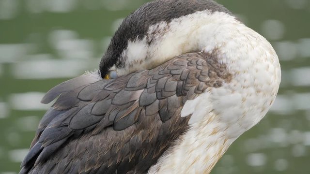 Close up of Pied cormorant bird sleeping peacefully